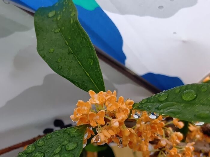 秋の訪れの香り♪花言葉は怖い?実は注意も必要な「キンモクセイ」!植えてはいけない理由とは?