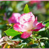 初心者でも簡単に楽しめるミニバラの育て方「小型薔薇/Miniature Roses」