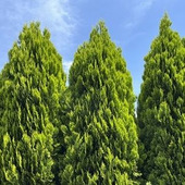 コニファーの剪定時期や剪定方法【育て方ガイド】