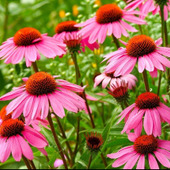 初心者でも簡単!ルドベキア栽培のコツ「松笠菊(マツカサギク)」