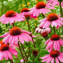 初心者でも簡単!ルドベキア栽培のコツ「松笠菊(マツカサギク)」