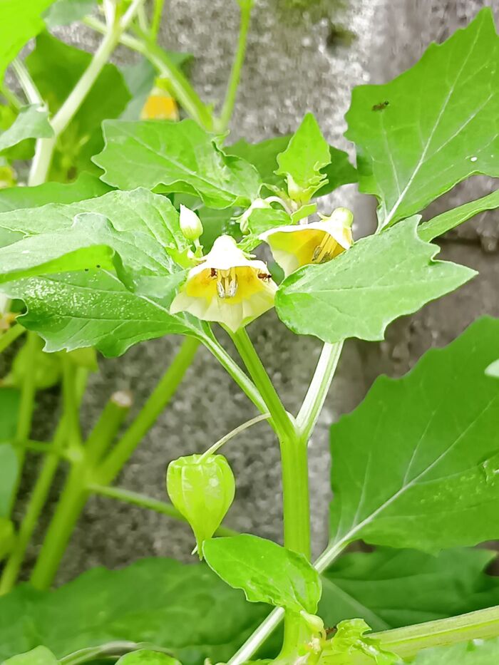 【11月道端の有毒雑草】お子様注意!ホオズキ(鬼灯)をつける妙な雑草の正体とは?鬼灯の怖さとは?