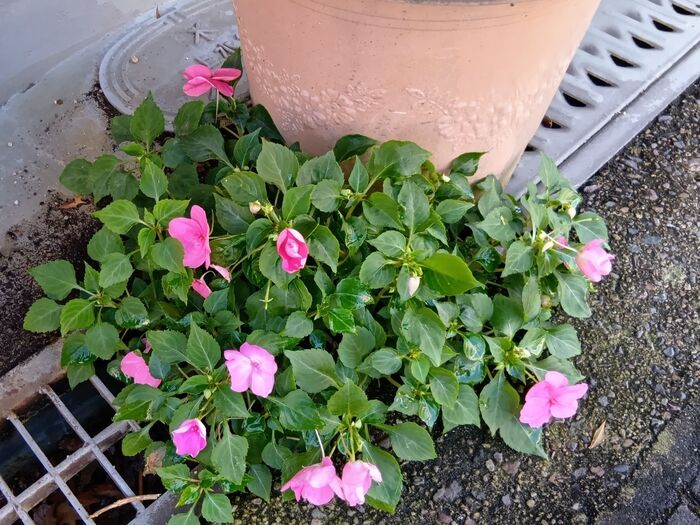 種から育てやすい植物だそうです!