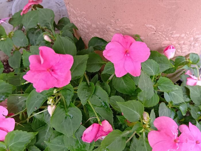 この雑草化した植物は「アフリカホウセンカ(アフリカ鳳仙花)」です。別名「インパチェンス」「ビジーリジー」他
