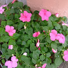 え~!意外な場所から、溢れるように花が咲き誇っている?♡鳳仙花がつく、不思議で魅力的な植物でした~!