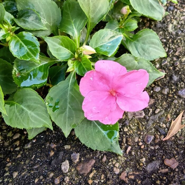 たくさんの花を咲かせ、長い間楽しめる植物!その美しさと強さから、育てるのにもぴったりですね