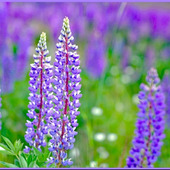 ルピナスの育て方のポイントは?「葉団扇豆(ハウチワマメ)」/Lupine」