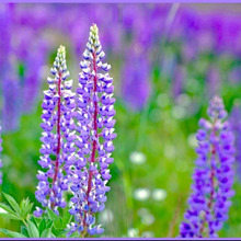 ルピナスの育て方のポイントは?「葉団扇豆(ハウチワマメ)」/Lupine」