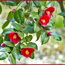 椿(ツバキ)の剪定時期や剪定方法【育て方ガイド】