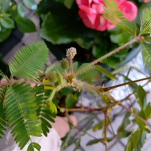 小さな命♡こぼれだねで育ったド根性「オジギソウ」のその後。最終章か?種の採取についてなど。