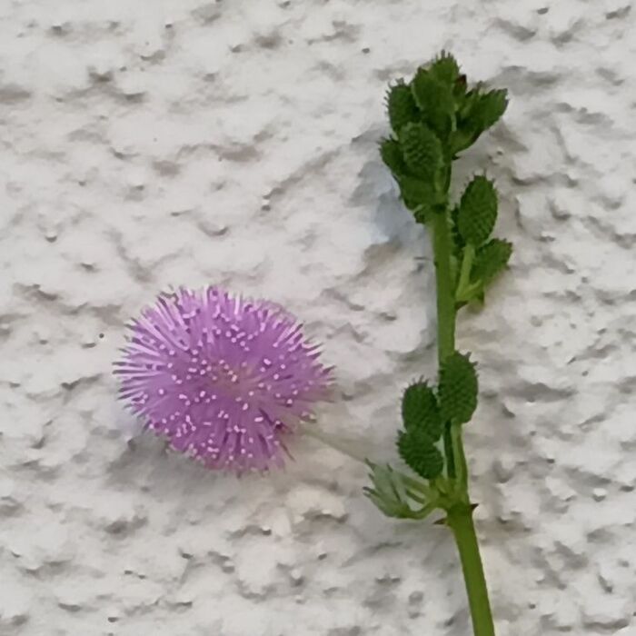 花は、ポンポンのように可愛い!