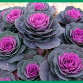 初心者でも簡単!葉牡丹の育て方と魅力「葉牡丹(ハボタン)/Decorative kale」