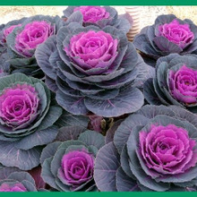 初心者でも簡単!葉牡丹の育て方と魅力「葉牡丹(ハボタン)/Decorative kale」