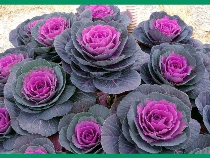 初心者でも簡単!葉牡丹の育て方と魅力「葉牡丹(ハボタン)/Decorative kale」