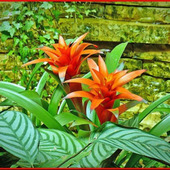 初心者でも簡単!ネオレゲリアの育て方と魅力「爪紅アナナス(ツマベニアナナス)/Neoregelia」