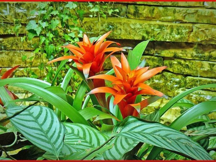 初心者でも簡単!ネオレゲリアの育て方と魅力「爪紅アナナス(ツマベニアナナス)/Neoregelia」