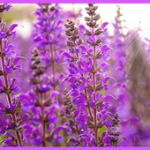 初心者でも簡単!サルビアの育て方と魅力「緋衣草(ヒゴロモソウ)/salvia(Sage)」