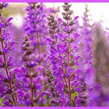 初心者でも簡単!サルビアの育て方と魅力「緋衣草(ヒゴロモソウ)/salvia(Sage)」