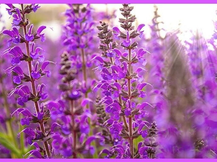 初心者でも簡単!サルビアの育て方と魅力「緋衣草(ヒゴロモソウ)/salvia(Sage)」