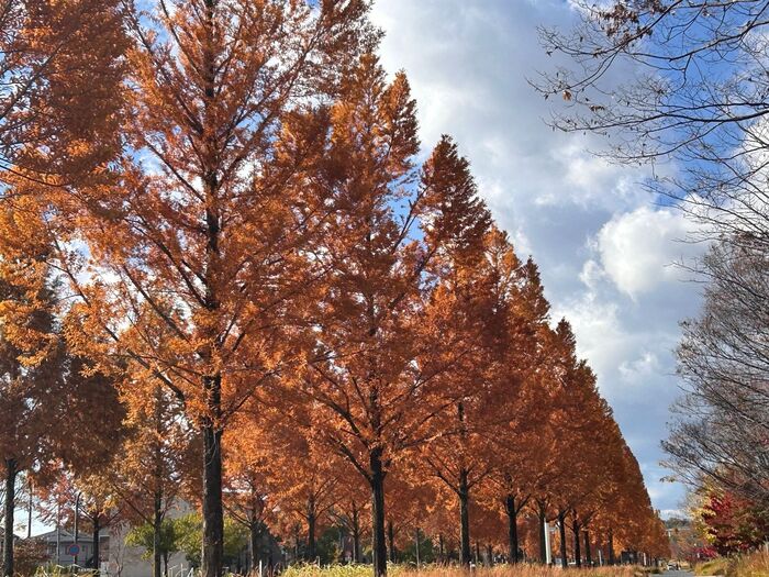 一直線に並ぶお姿