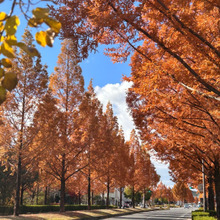 【京都・精華】光に輝くメタセコイア並木