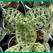 初心者でも簡単!ジュエルオーキッドの育て方と魅力「宝石蘭(ほうせきらん)/Jewel Orchid」