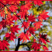 もみじの剪定時期や剪定方法【育て方ガイド】紅葉