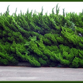 カイヅカイブキの剪定時期や剪定方法【育て方ガイド】貝塚伊吹