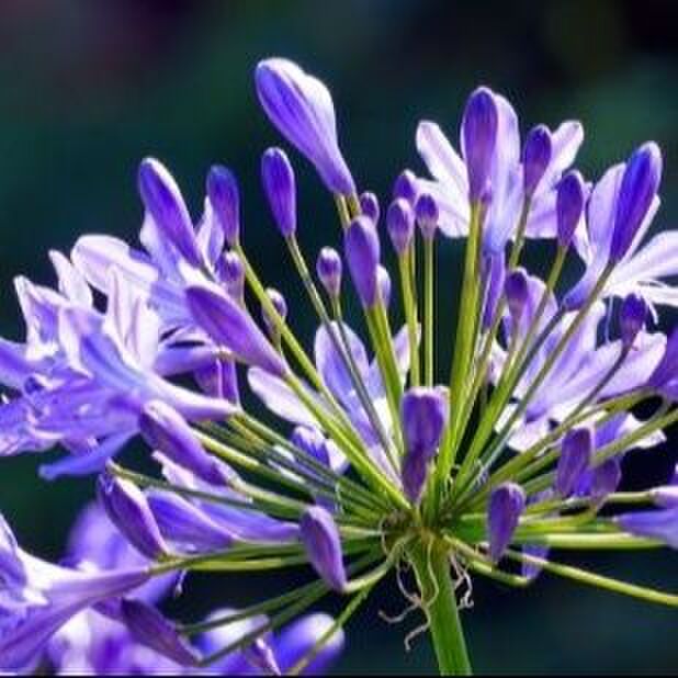 5.アガパンサスの花言葉