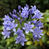 アガパンサスの育て方と魅力<和名:紫君子蘭(ムラサキクンシラン)> African Lily