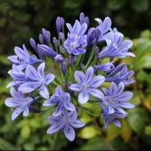 アガパンサスの育て方と魅力<和名:紫君子蘭(ムラサキクンシラン)> African Lily