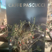 【今日のespresso break】cafe PASCUCCI