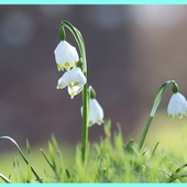 スノードロップの育て方と魅力<和名:待雪草(マツユキソウ)>Snowdrop