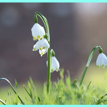 スノードロップの育て方と魅力<和名:待雪草(マツユキソウ)>Snowdrop