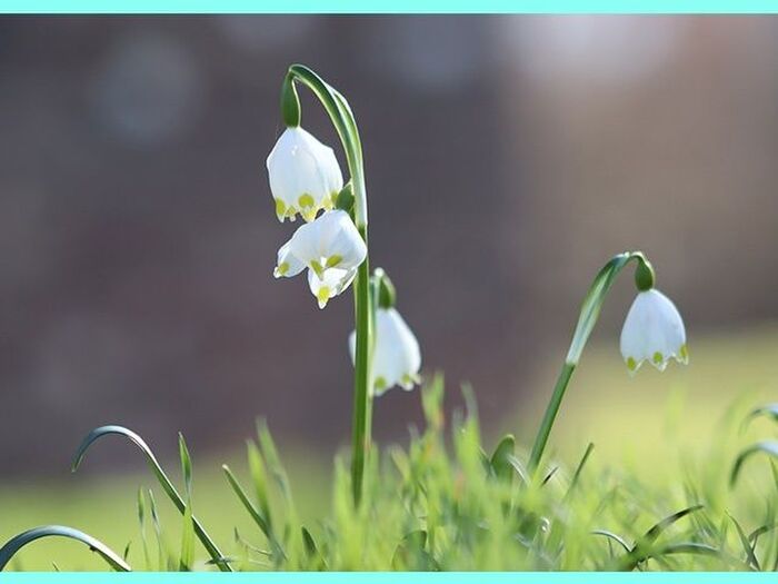 スノードロップの育て方と魅力<和名:待雪草(マツユキソウ)>Snowdrop