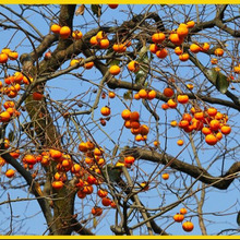 柿(カキ)の剪定時期や剪定方法「育て方ガイド」