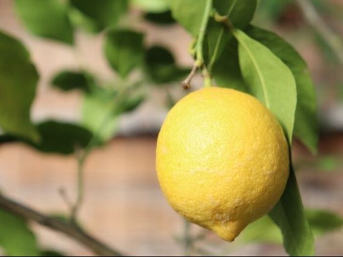 1.初心者さんにもおすすめ!庭で育てるレモンの品種選び