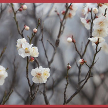 梅(ウメ)の剪定時期や剪定方法「育て方ガイド」