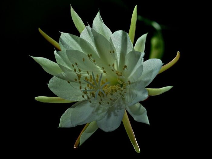 4. 月下美人の花を楽しむポイントと開花時期