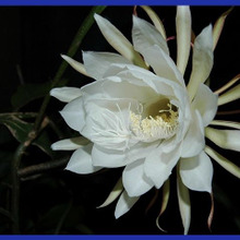 月下美人(ゲッカビジン)の育て方と魅力<英名: A Queen of the Night>