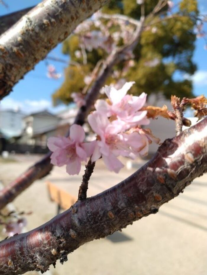 近づいて撮った写真