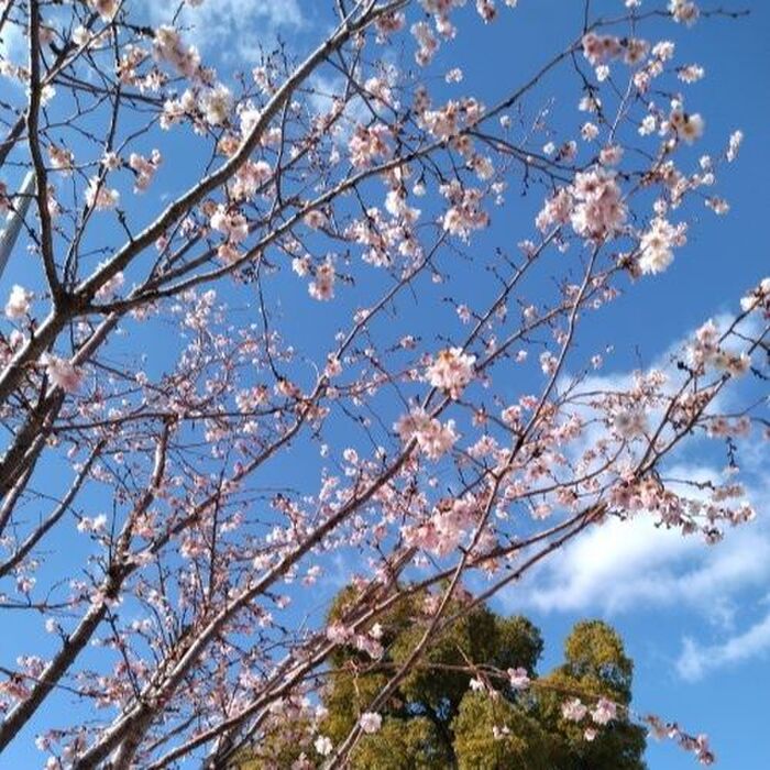 冬に桜? 狂い咲きかと思った!
