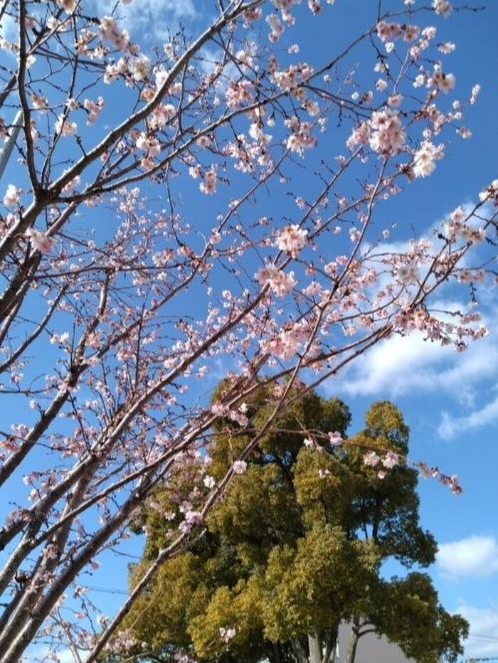 満開に近い
