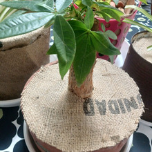 土は見えなくてもOKでしょ。コーヒーの麻袋の活用