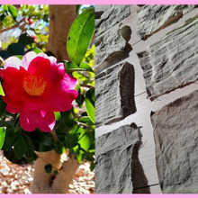 お庭のサザンカで草木染めに挑戦しよう!見るだけじゃもったいない!