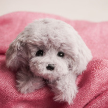 100均手芸用品のおすすめ!セリアのふわふわモール