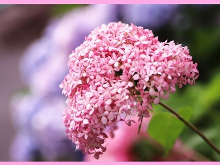 アナベルの育て方と魅力<アメリカアジサイ/セイヨウアジサイ>Smooth hydrangea