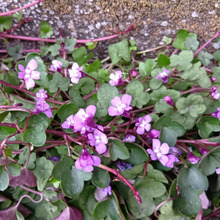 「2月極寒の中の道端の雑草」やたら可愛い紫色の花が咲く雑草「ヒメウンランカズラ」とは?