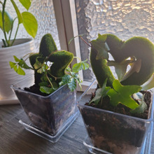 今年の友チョコのお返しはこれ!ダイソー新製品で作るトピアリー