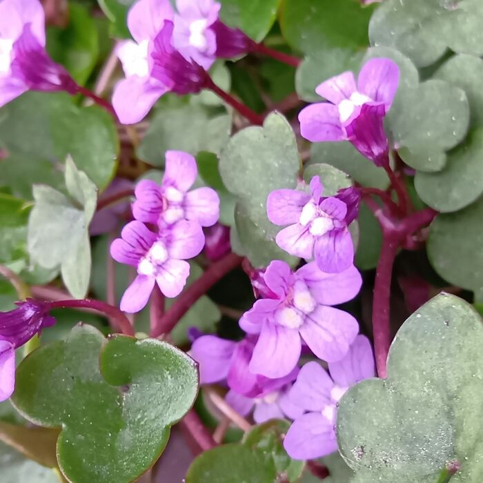 お花のアップ!「ツタバウンラン」とそっくり!瓜二つ?